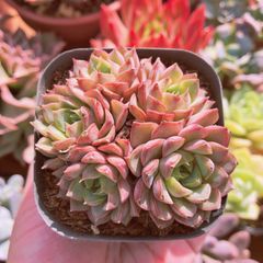 多肉植物　ダイアナ　群生　4～6頭　抜き苗　るる農園