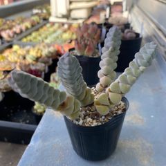 速達＊多肉植物 カット苗 クラッスラ 玉稚児 発根済