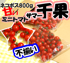 静岡県産ミニトマト　サマー千果　不揃い800ｇ