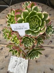 シーキング　アエオニウム　多肉植物　トロピカルガーデン