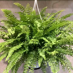 2025年最新】観葉植物 シダ ネフロレピスの人気アイテム - メルカリ