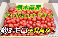 熊本県産　収穫仕立て♪ミニトマト　アンジェレ箱込約3キロ