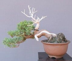 真柏　　小品盆栽／樹齢3０年直送kaz