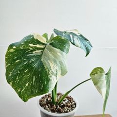 ♡美斑♡①〔Monstera​ Thai Constellation〕モンステラデリシオーサタイコンステレーション イエローモンスター 斑入り