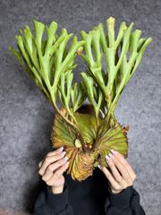 輸入直後新鮮株【細葉・Lサイズ】29 ▽P.ridleyi Wild from Central Borneo ▽ リドレー　リドレイ【PLANET】ビカクシダ