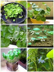 2025年最新】ビオトープ 水草の人気アイテム - メルカリ