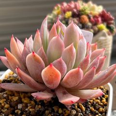 多肉植物 ☘️ ブラッドブリアナ 抜き苗