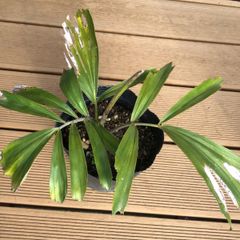 女王ヤシ　クイーンパーム クイーンパーム(女王ヤシ)