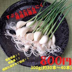 こっそり10％off！！鳥取県産すぷらうとにんにく　お買い得規格外！！