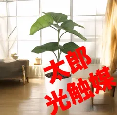 2025年最新】ウンベラータ 斑入りの人気アイテム - メルカリ