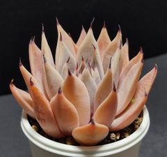エケベリア 原種　クスピダータパラス  花芽ありその6。cuspidata Parras ケーレス実生苗 月曜or火曜日発送。