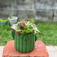 ★速達付き★♡そのまま飾れる♡リメイク鉢♬可愛い多肉植物寄せ植え♡ ピック付き♡ ♡そのまま飾れる♡リメ鉢♬リスちゃんの多肉植物寄せ植え