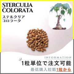 【種子】ステルクリア コロラータ /セット割あり 数量1粒から購入OK