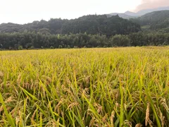 令和7年度大分県産　ヒノヒカリ　精米5キロのサムネイル