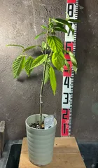 2026年最新】イランイラン苗木の人気アイテム - メルカリ