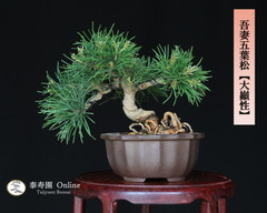 吾妻五葉松【大巓性】ダイテンショウ 実生 ミニ盆栽【泰寿園 Online】現品 一点物 松 盆栽 松柏 室内 鑑賞 趣味 卓上盆栽 盆栽鉢 グリーン 和 ギフト プレゼント 贈答品 小品盆栽 誕生日 母の日 父の日 敬老の日 記念日 お祝い インテリア 4
