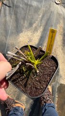 サラセニア　ルブラ　ガルフェンシス　ヘテロフィラ【食虫植物】【SARR25-0010】