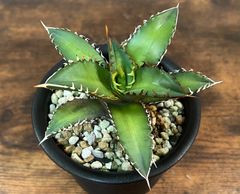 Agave Titanota RedCat Weezle/アガベ チタノタ レッドキャットウィーズル 赤猫 発根済み 送料込み