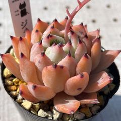 ジャッカル　多肉植物　エケベリア　韓国苗
