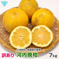 訳あり 河内晩柑 7kg 特別栽培 化学肥料・除草剤不使用 熊本 鹿児島 大きさおまかせ 和製グレープフルーツ かわちばんかん 常温便 規格外 ふぞろいのサムネイル
