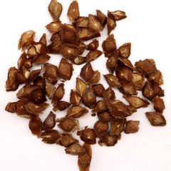種子】 Boswellia aspleniifolia 5粒 - メルカリ