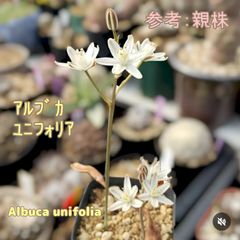 種子１０粒 アルブカ ユニフォリア Albucaunifolia ケープバルブ Capebulb 珍奇植物 ビザールプランツ
