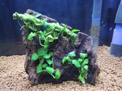 299．【珍品】流木付き水草 アヌビアスナナプチ