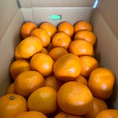 極美味はれひめ熟生5キロ　１２０日貯蔵