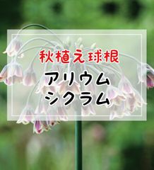 【球根】アリウム・シクラム／4球入（ラベル1枚付き）
