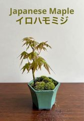 ミニ盆栽　イロハモミジ　三年生以上　瀬戸焼（オリベ）