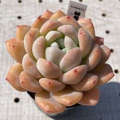 秘境ゼリー　多肉植物　エケベリア　韓国苗