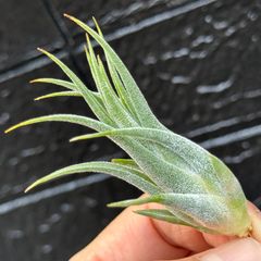 基部ふっくら＊ チランジア ティナパール Tillandsia Tina Parr (Tillandsia seleriana X Tillandsia ionantha ※ セレリアナ×イオナンタ)＊エアプランツ＠フラワーショップ江口