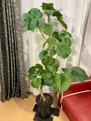 ウンベラータ A32 幹曲がり樹形 観葉植物 室内 インテリア 現物販売 オフィス