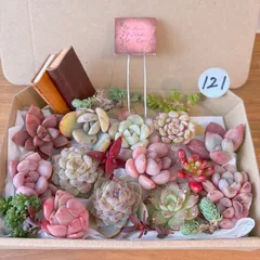 121 訳あり多肉植物寄せ植えセット オマケオブジェ付き