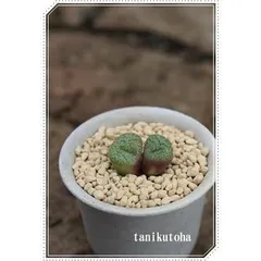 ディスパー2頭 コノフィツム 2寸ポット 紋様小型コマ型 夜咲き種 白花 メセン科 根付苗 アフリカ原産 多肉植物 多肉永遠