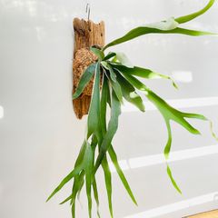 【393VIT】ベイチー（ビーチー）（Platycerium veitchii） の漂着板付