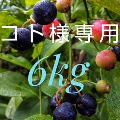 冷凍完熟ブルーベリー6kg（全国送料込み）