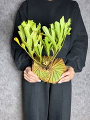 輸入直後新鮮株【Mサイズ】B11 ▽P.ridleyi Wild from Central Borneo ▽ リドレー　リドレイ【PLANET】ビカクシダ