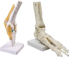 2024年最新】人体 模型 足骨の人気アイテム - メルカリ