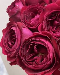 蕾付き♡魅力的な赤色カップ咲き 切花品種 香りのバラ苗 - メルカリ