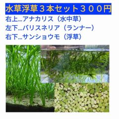 水草浮草３点セット