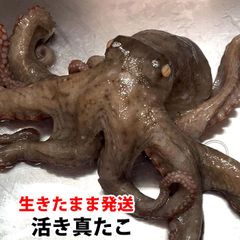 【生きたまま発送】 真たこ 1ぱい約500g〜600g 活き 生 レシピ付き 瀬戸内海産  蛸 タコ 刺身 たこさし たこ （冷蔵便）