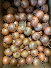オーストラリア産エシャロット 新物 約9キロ - メルカリ