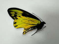 【蝶標本】ヒオレトリバネアゲハ昆虫用品