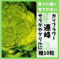 【野菜の種】緑カリフラワー「連峰」種１０粒～寒さに強く育てやすい緑カリフラワー