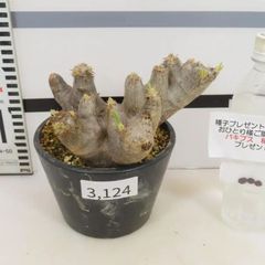 3124 「塊根植物」パキポディウム ブレビカリックス 植え【発根未確認・Pachypodium brevicalyx・購入でパキプス種子プレゼント】