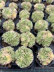 抜き苗 マイバッハ MY56×15株 ふっくら 多肉植物 エケベリア サボテン 韓国苗 新入荷