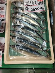 鳥取賀露産　塩サバ  ２匹