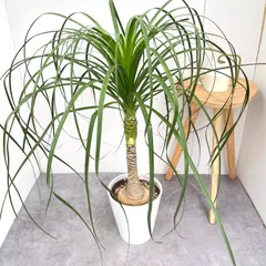 2025年最新】トックリラン ポニーテールの人気アイテム - メルカリ