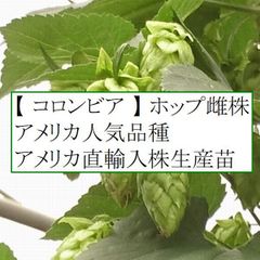 ホップ苗　コロンビア 雌株　アメリカ人気品種 アメリカ直輸入株